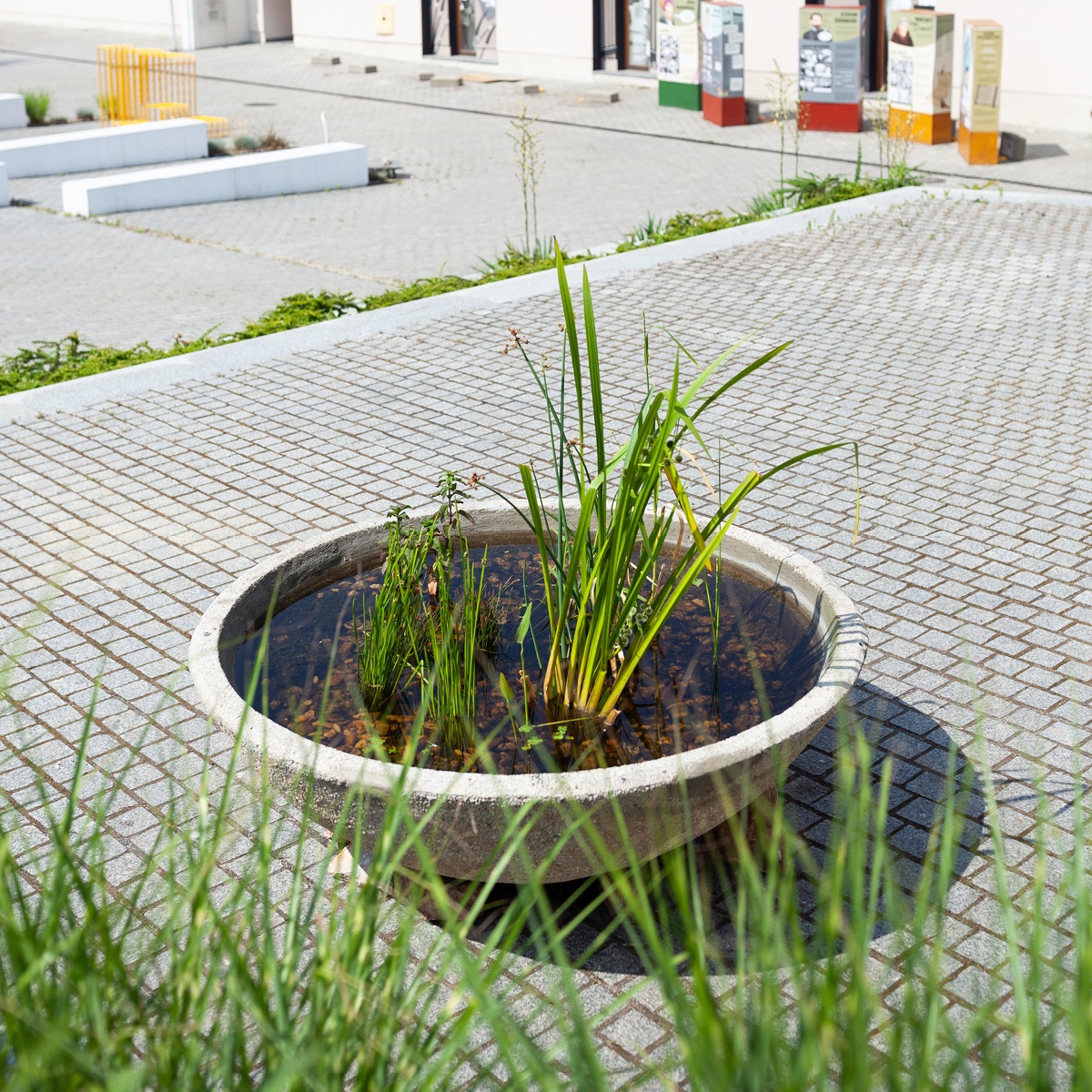 Aquatic plant pot, Instytut Dizajnu w Kielcach, 2022