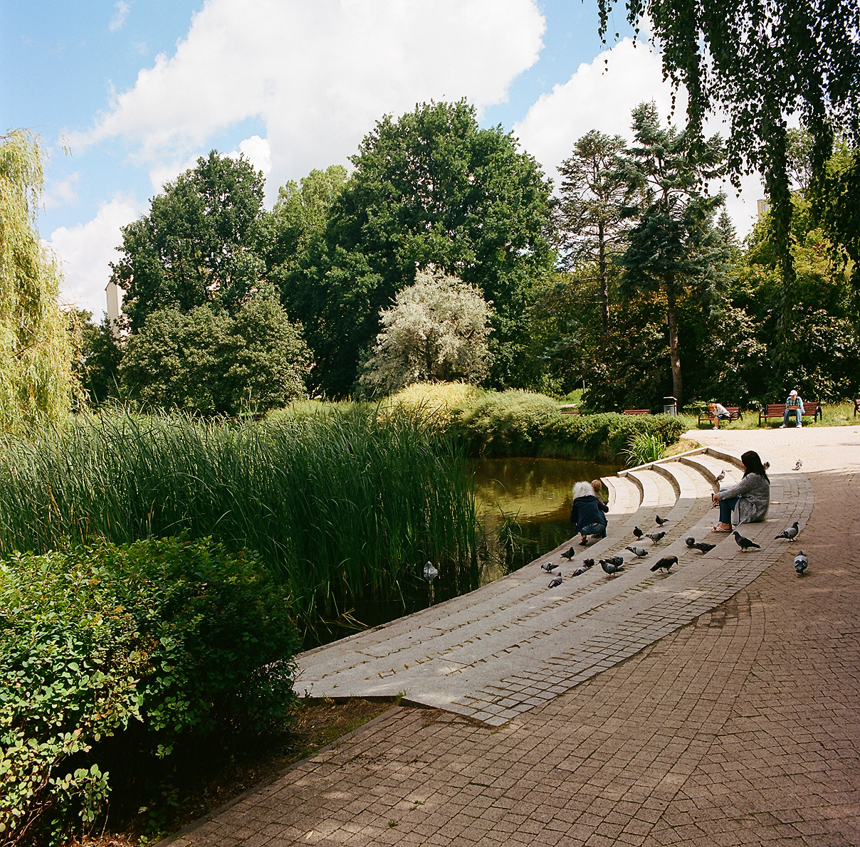 Pond on the Rakowiec housing estate, a former clay pit around which the functionalist cooperative blocks were built in the 1930s. The pond is in good health, has a well-maintained architectural setting, requires lily replanting in underwater containers.
