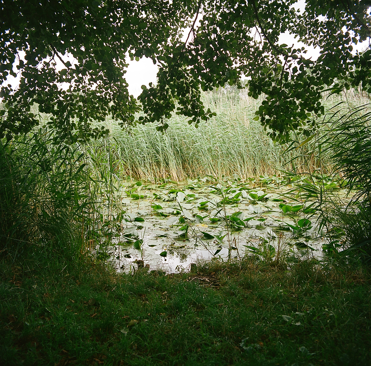 The canals on Kamionkowskie Błonia Elekcyjne, with their lush aquatic and swamp greenery, require seasonal gardening.