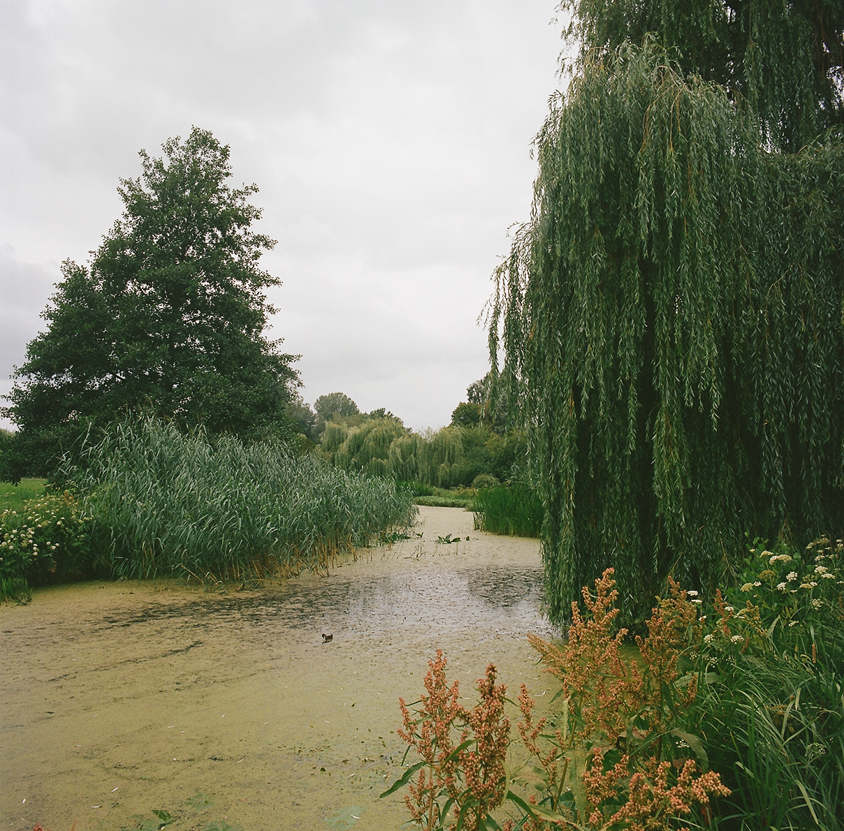 The canals on Kamionkowskie Błonia Elekcyjne, with their lush aquatic and swamp greenery, require seasonal gardening.
