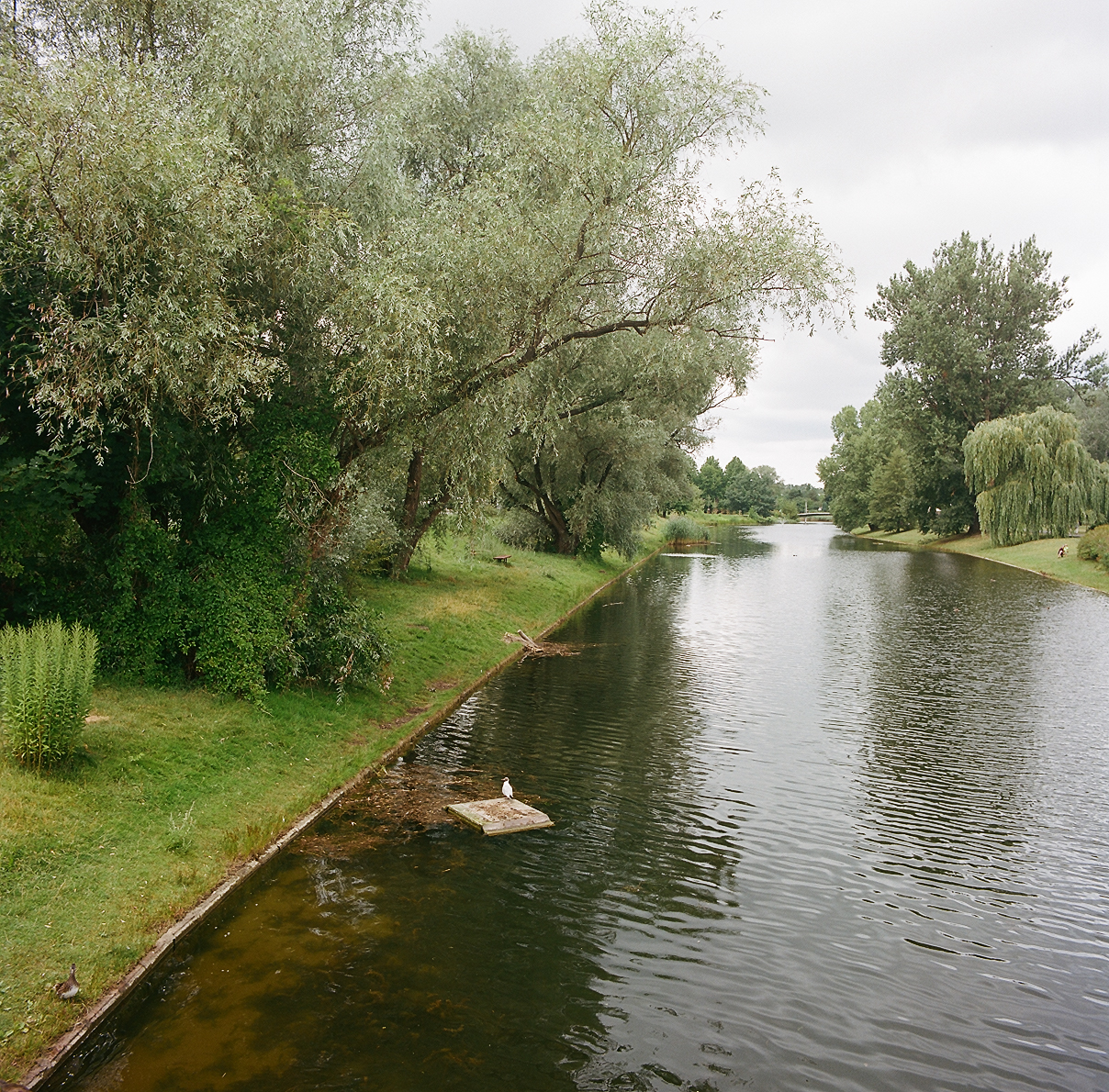 Starorzecze Wisły w Parku Kępa Potocka, założonego w latach 60. XX w. Wymaga badania wody oraz dosadzeń lili w pojemnikach podwodnych.