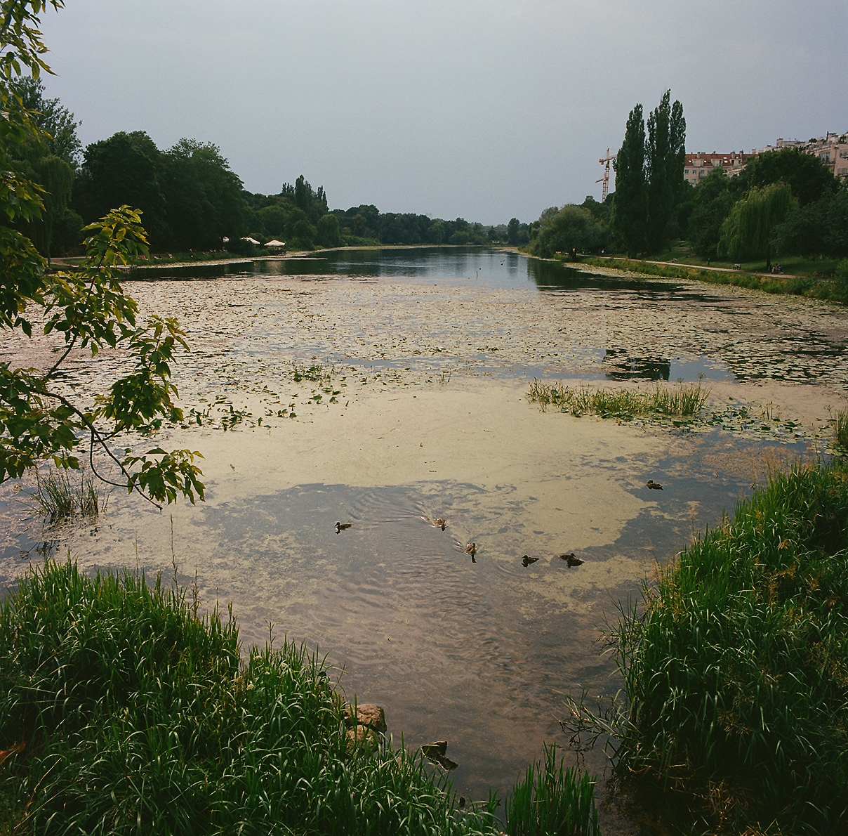 Jezioro Kamionkowskie, jedno z najzdrowszych siedlisk roślinności szuwarowo-trzcinowej i wodnej w Warszawie. Warto stąd pobrać trochę wody podczas zakładania sadzawki, by z nią przenieść mikrokosmos stworzeń, gwarantów ogrodniczego sukcesu.