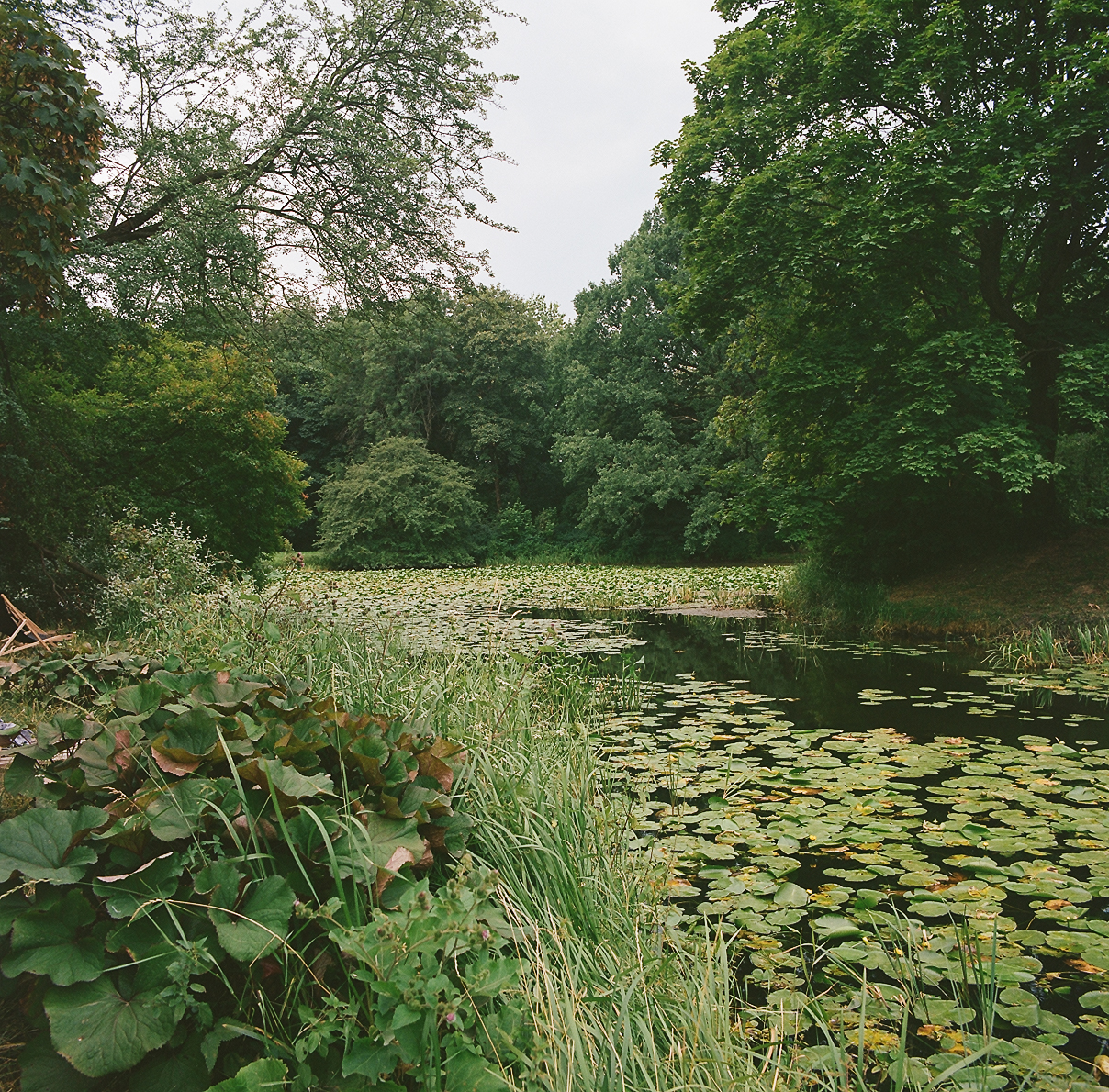 Jezioro Kamionkowskie, jedno z najzdrowszych siedlisk roślinności szuwarowo-trzcinowej i wodnej w Warszawie. Warto stąd pobrać trochę wody podczas zakładania sadzawki, by z nią przenieść mikrokosmos stworzeń, gwarantów ogrodniczego sukcesu.