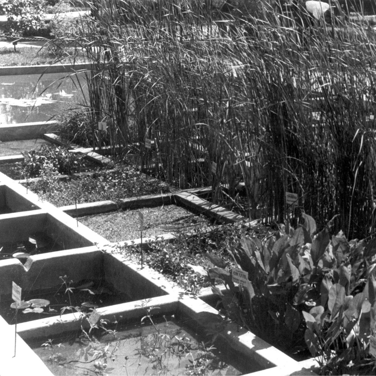 Hodowla roślin wodnych w basenikach w ogrodzie botanicznym, 1937. NAC